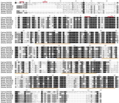 Functional Identification and Characterization of the Diuretic Hormone 31 (DH31) Signaling System in the Green Shore Crab, Carcinus maenas